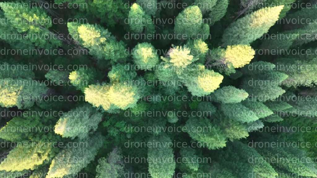 Cover for Forest perspective