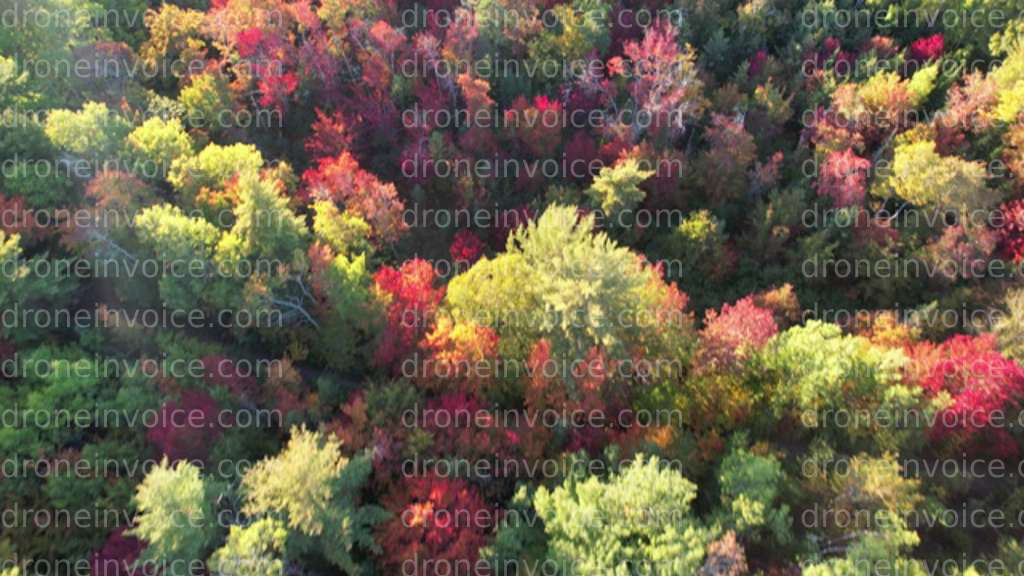 Cover for Nova Scotia Red Maples