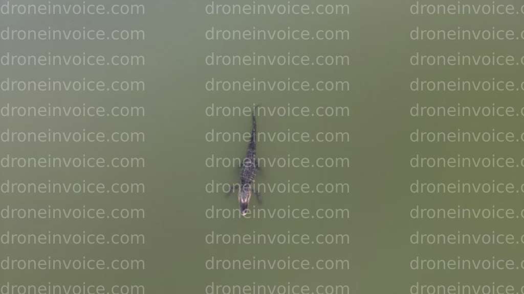 Cover for Alligator up close