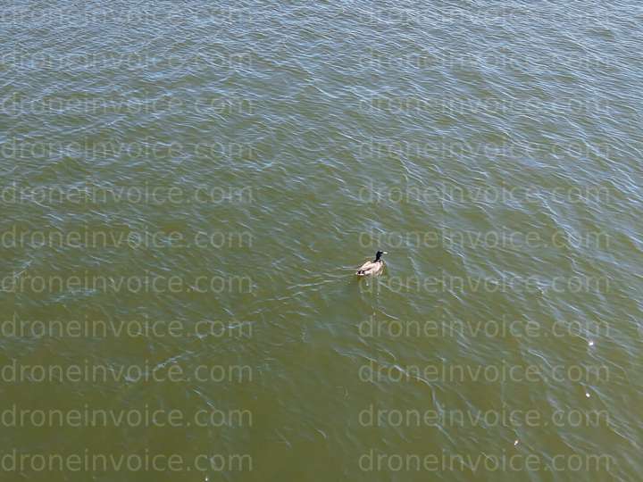 Cover for Duck