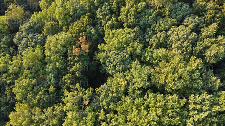Cover for Collection of Tree canopies in golden sunset light