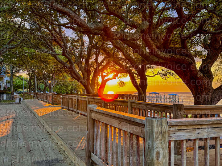 Cover for Southport, NC, Oak Tree