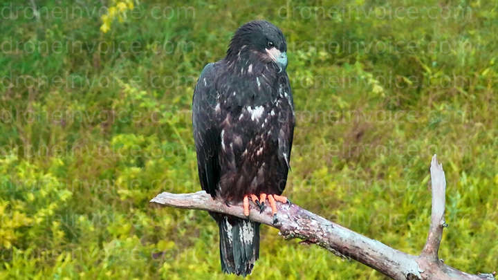 Cover for that-drone-guy-usa's Portfolio Upload Invoice