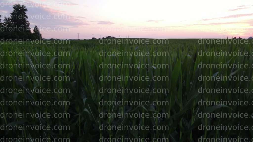 Cover for Central Illinois Summer Sunset